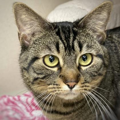 Briosca, a Adoptable mixed breed in Burlington, WA image 1/3