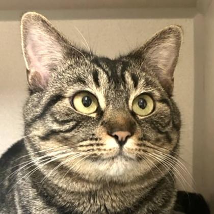 Briosca, a Adoptable mixed breed in Burlington, WA image 3/3