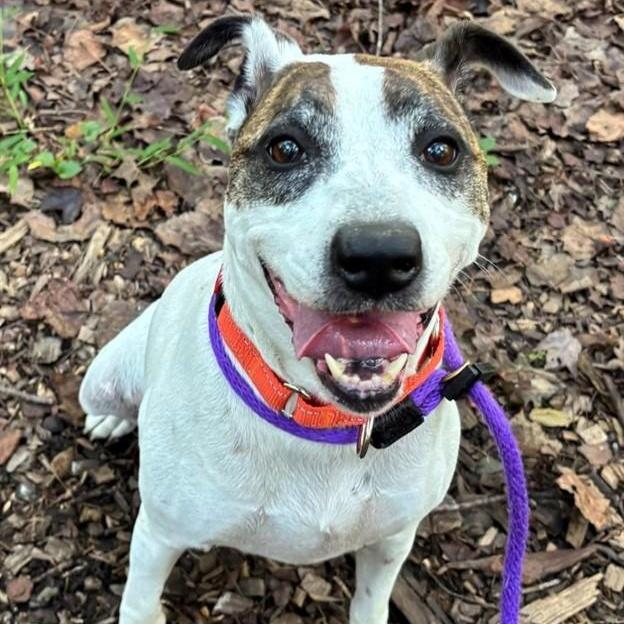 Kayla (ID 48392/3103), Adoptable, Adult Female Pit Bull Terrier & Hound.