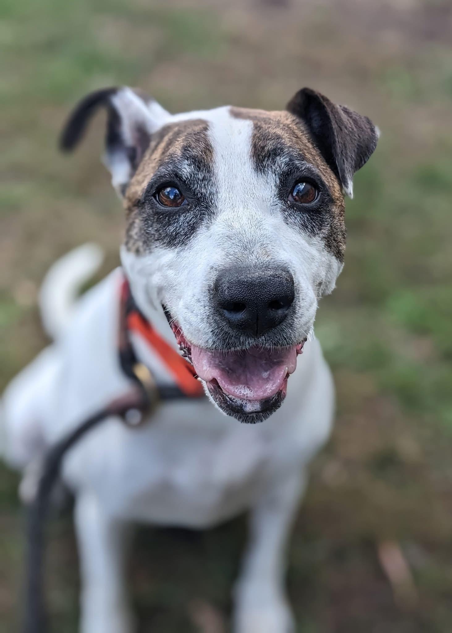 Kayla (ID 48392/ 3103), Adoptable, Adult Female Pit Bull Terrier & Hound.