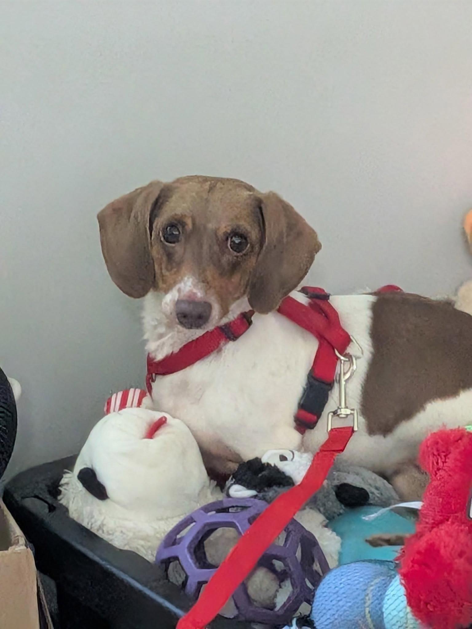 Enlarge Otis, a Adoptable Dachshund in Cincinnati, OH image 1/3