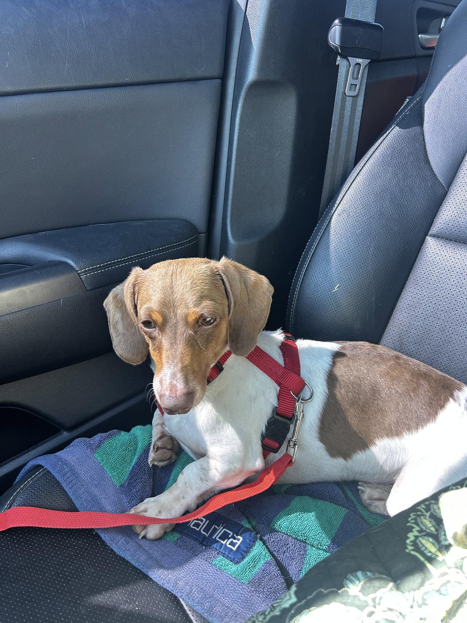 Enlarge Otis, a Adoptable Dachshund in Cincinnati, OH image 2/3