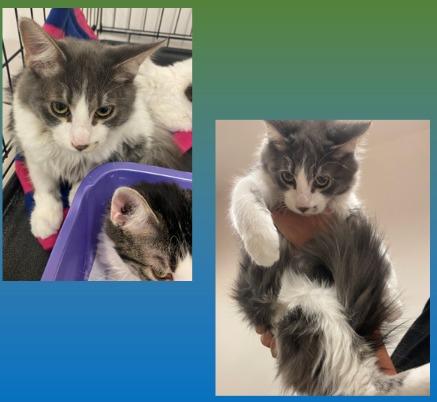 Manicotti, Adoptable, Adult Male Domestic Medium Hair.