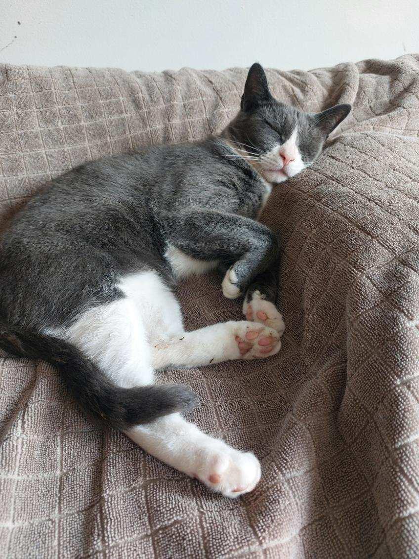 Lapis, Adopted, Young Female Domestic Short Hair.