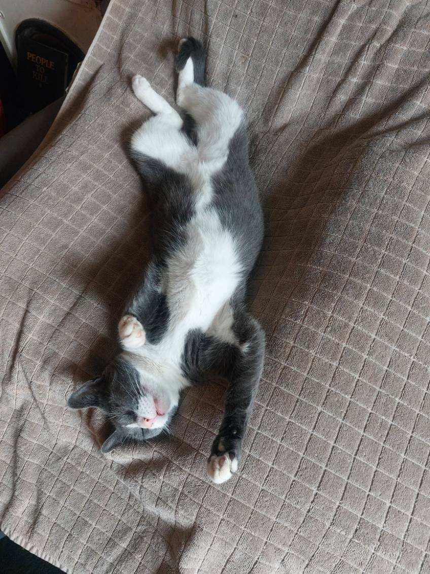 Enlarge Lapis, a Adopted Domestic Short Hair in New York, NY image 2/6