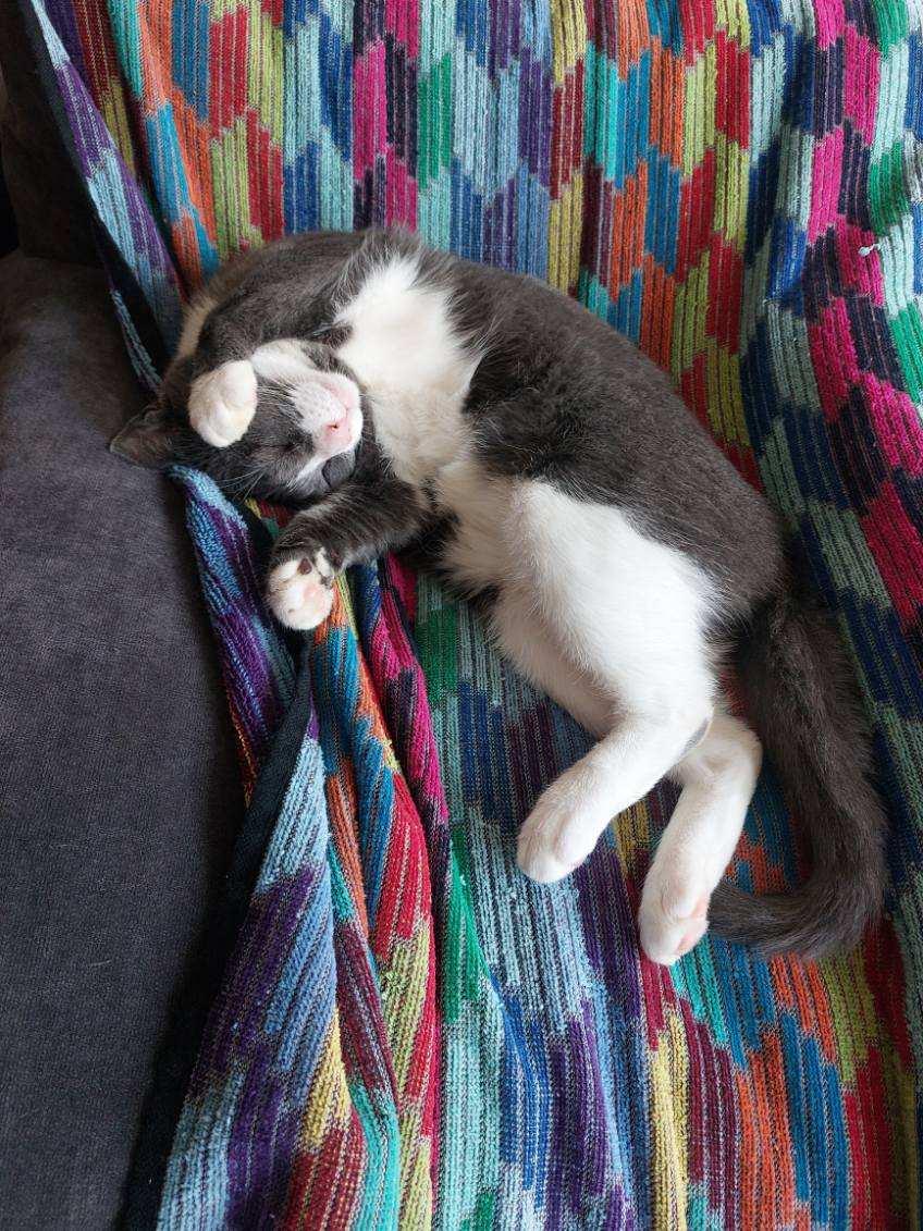 Enlarge Lapis, a Adopted Domestic Short Hair in New York, NY image 6/6