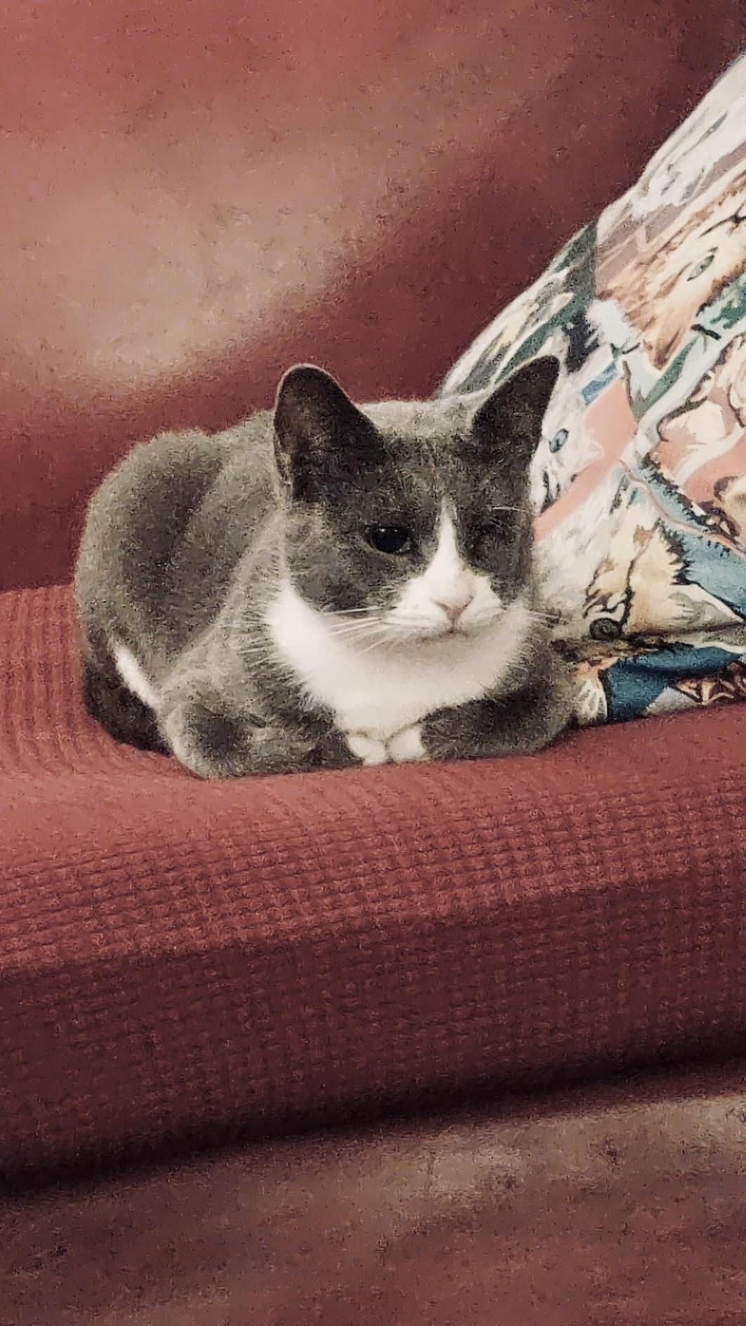 Enlarge Lapis, a Adopted Domestic Short Hair in New York, NY image 3/6