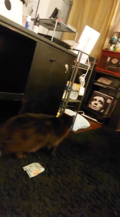 Enlarge Lapis, a Adopted Domestic Short Hair in New York, NY video 5/6