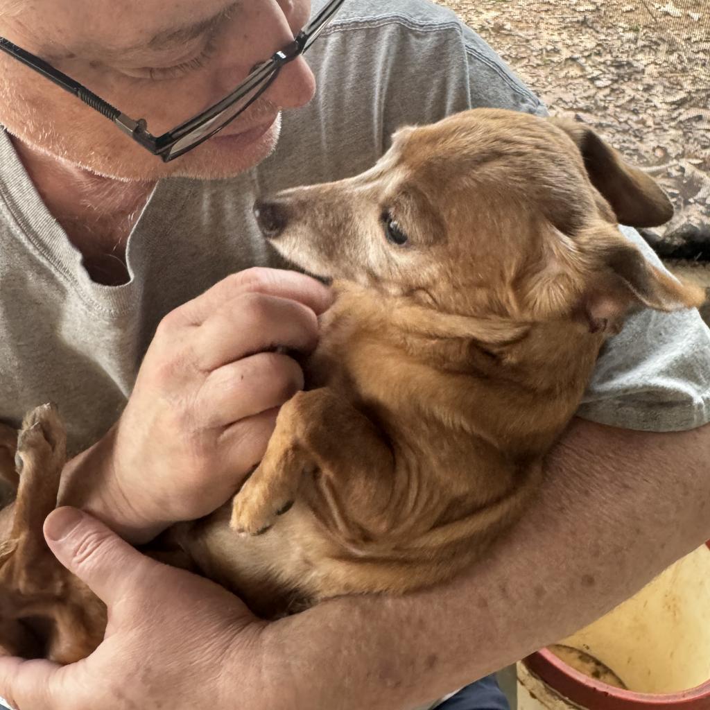 Leroy, a Adoptable mixed breed in Blue Ridge, GA image 6/6