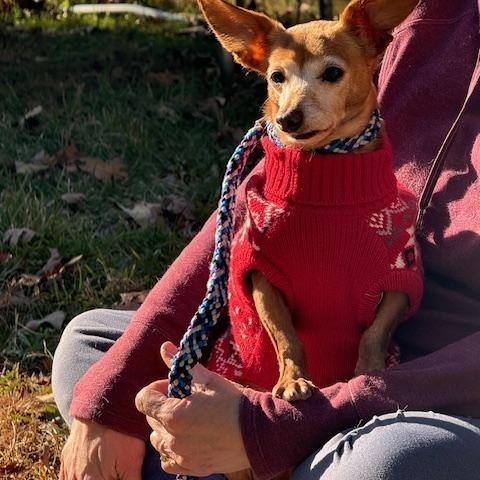 Leroy, a Adoptable mixed breed in Blue Ridge, GA image 5/6