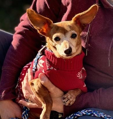 Leroy, a Adoptable mixed breed in Blue Ridge, GA image 2/6