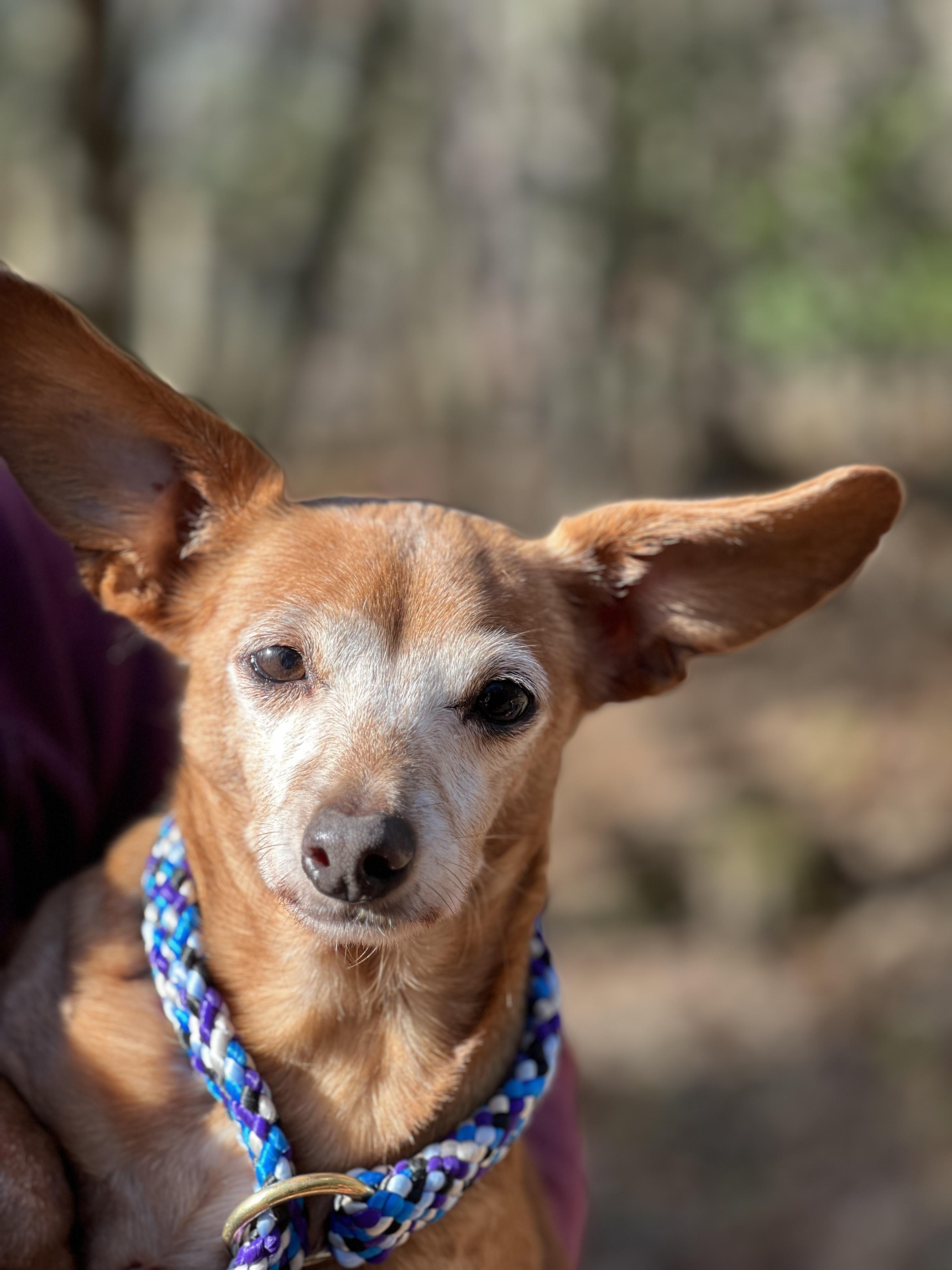 Leroy, a Adoptable mixed breed in Blue Ridge, GA image 1/6