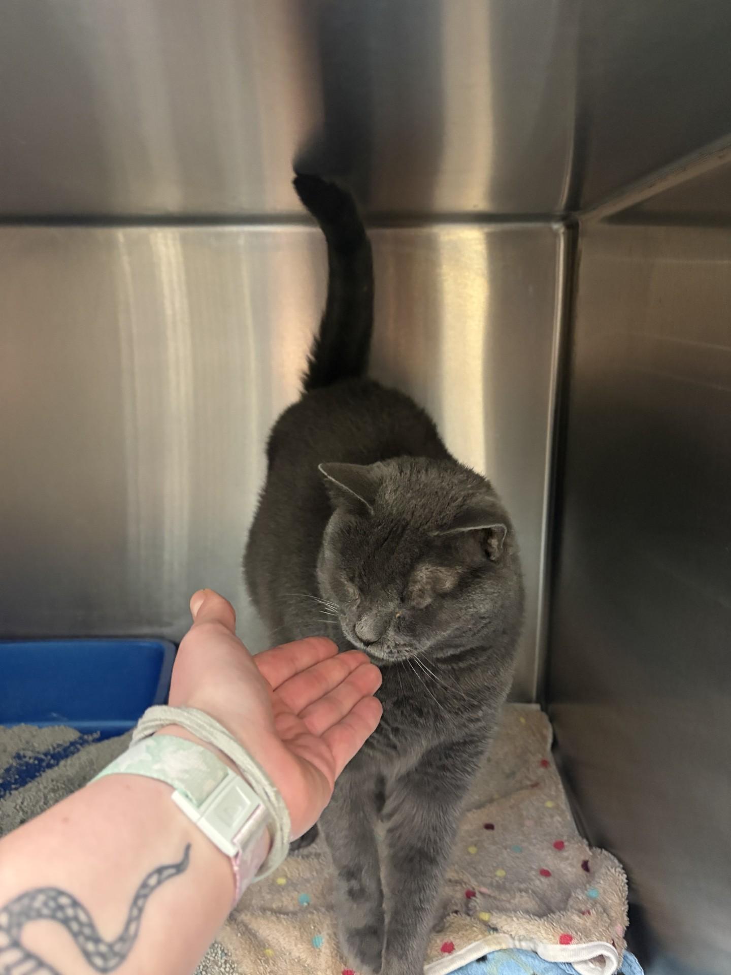 Kenya, ADOPTABLE, Young Male American Shorthair.