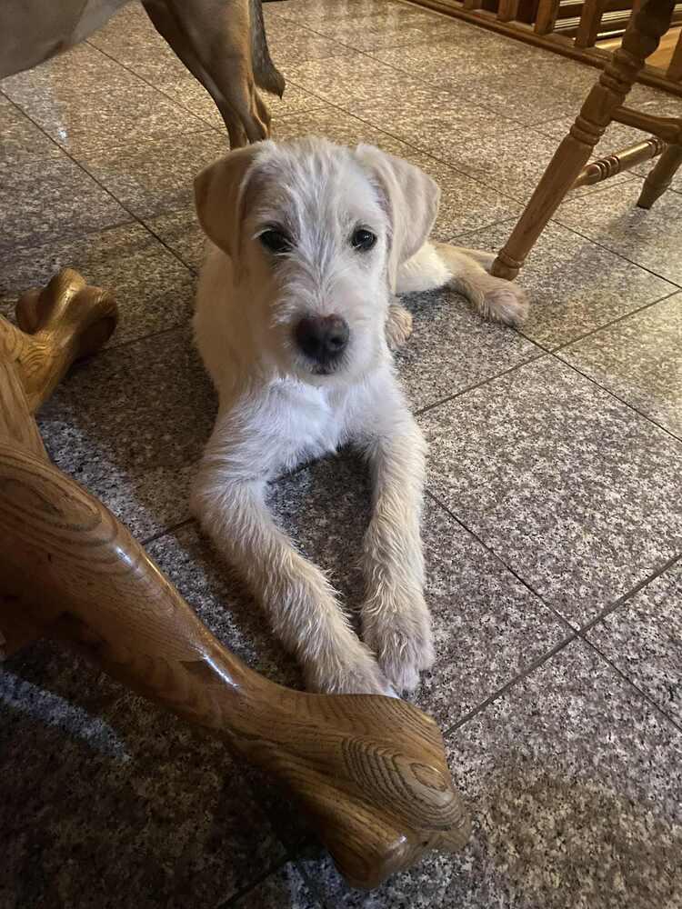 Cannoli, Adoptable, Puppy Male Mixed Breed.