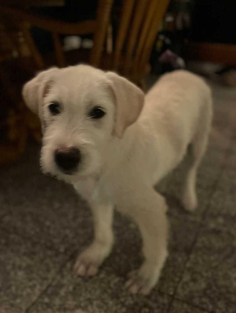 Enlarge Cannoli, a Adoptable mixed breed in Amherst, NY image 2/6