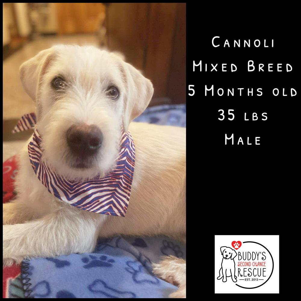 Enlarge Cannoli, a Adoptable mixed breed in Amherst, NY image 3/6