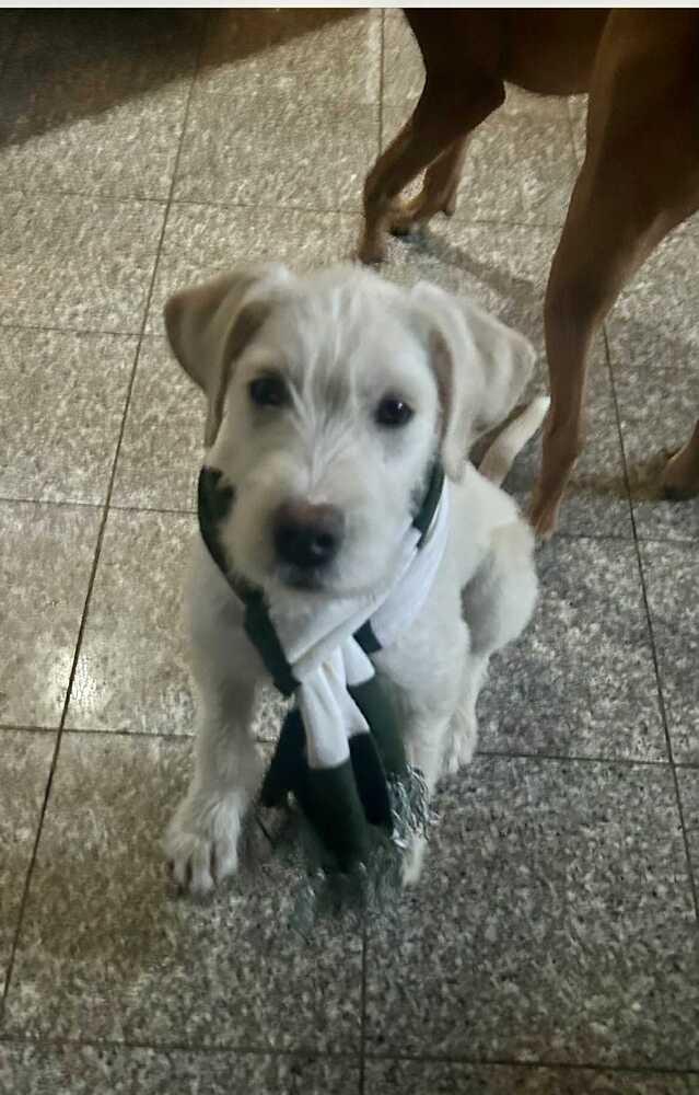 Enlarge Cannoli, a Adoptable mixed breed in Amherst, NY image 4/6