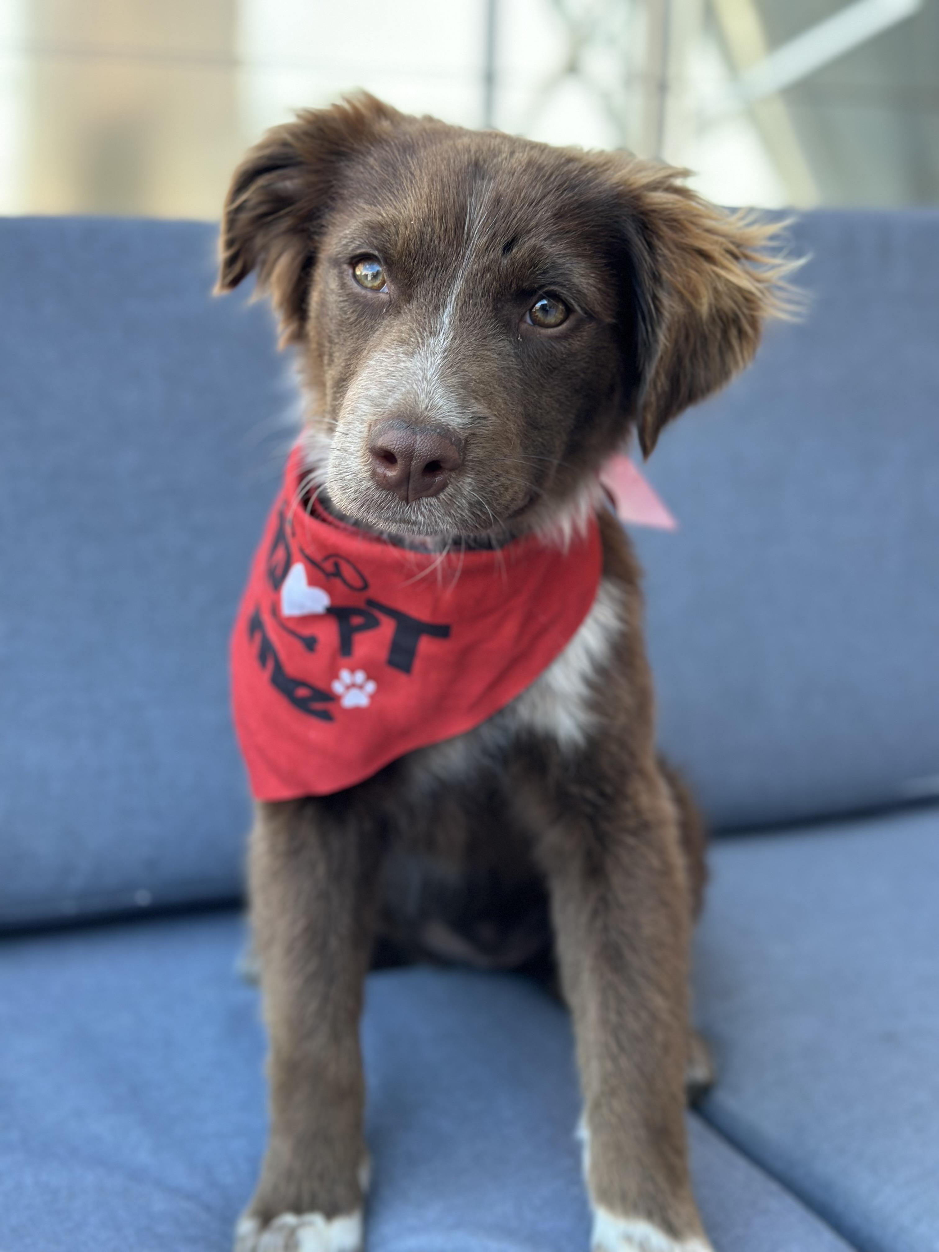 Enlarge Copperhead, an adoption pending mixed breed in Richmond, VA image 2/6