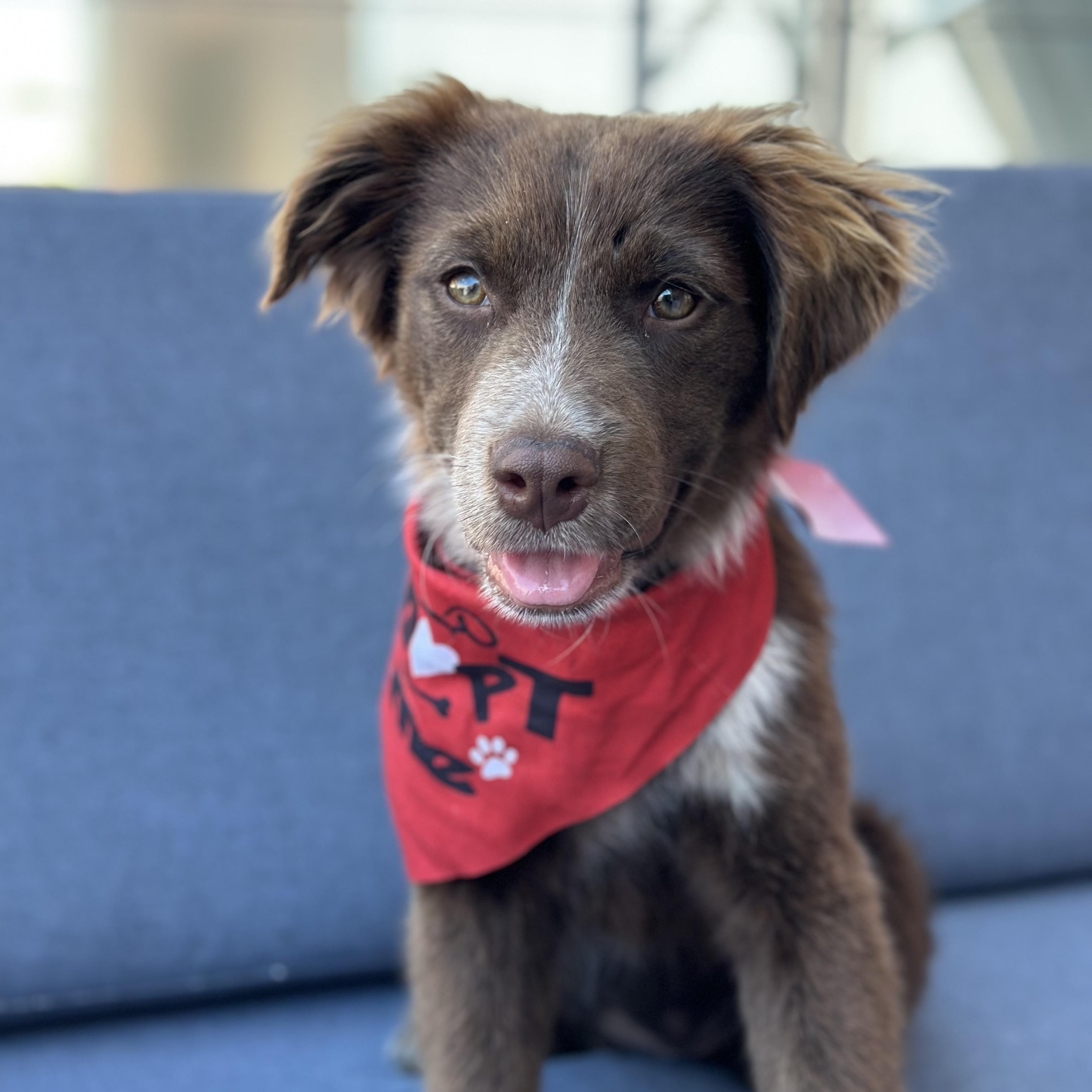 Copperhead, ADOPTABLE, Puppy Female Australian Shepherd & Pit Bull Terrier.