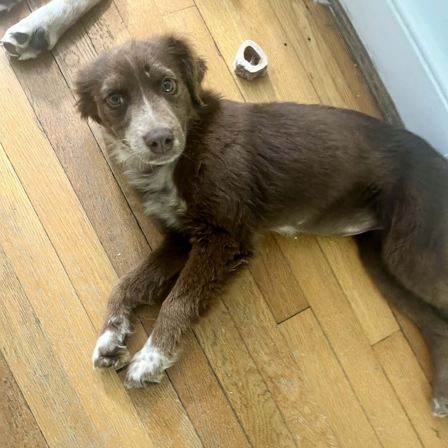 Enlarge Copperhead, an adoption pending mixed breed in Richmond, VA image 6/6