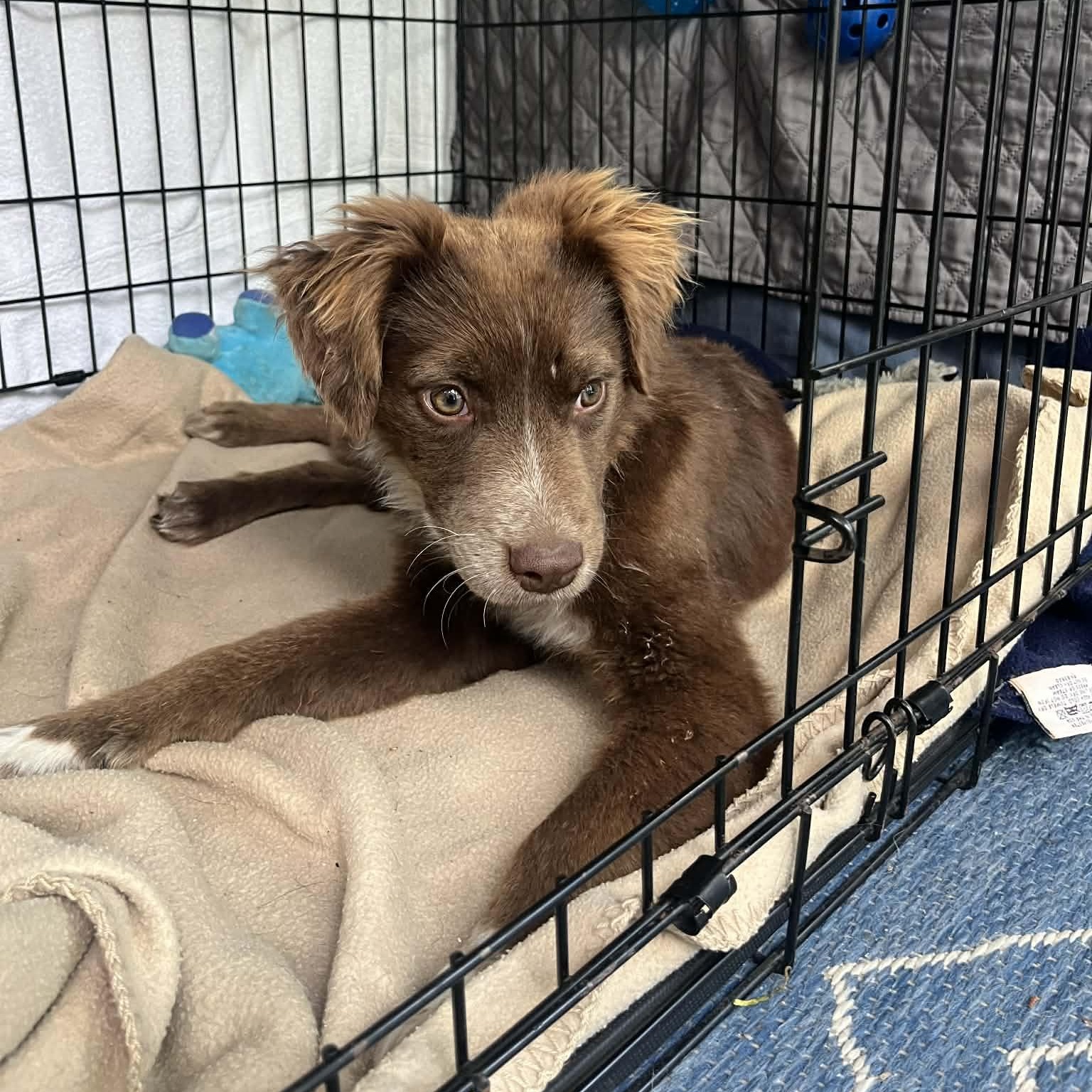 Enlarge Copperhead, an adoption pending mixed breed in Richmond, VA image 3/6