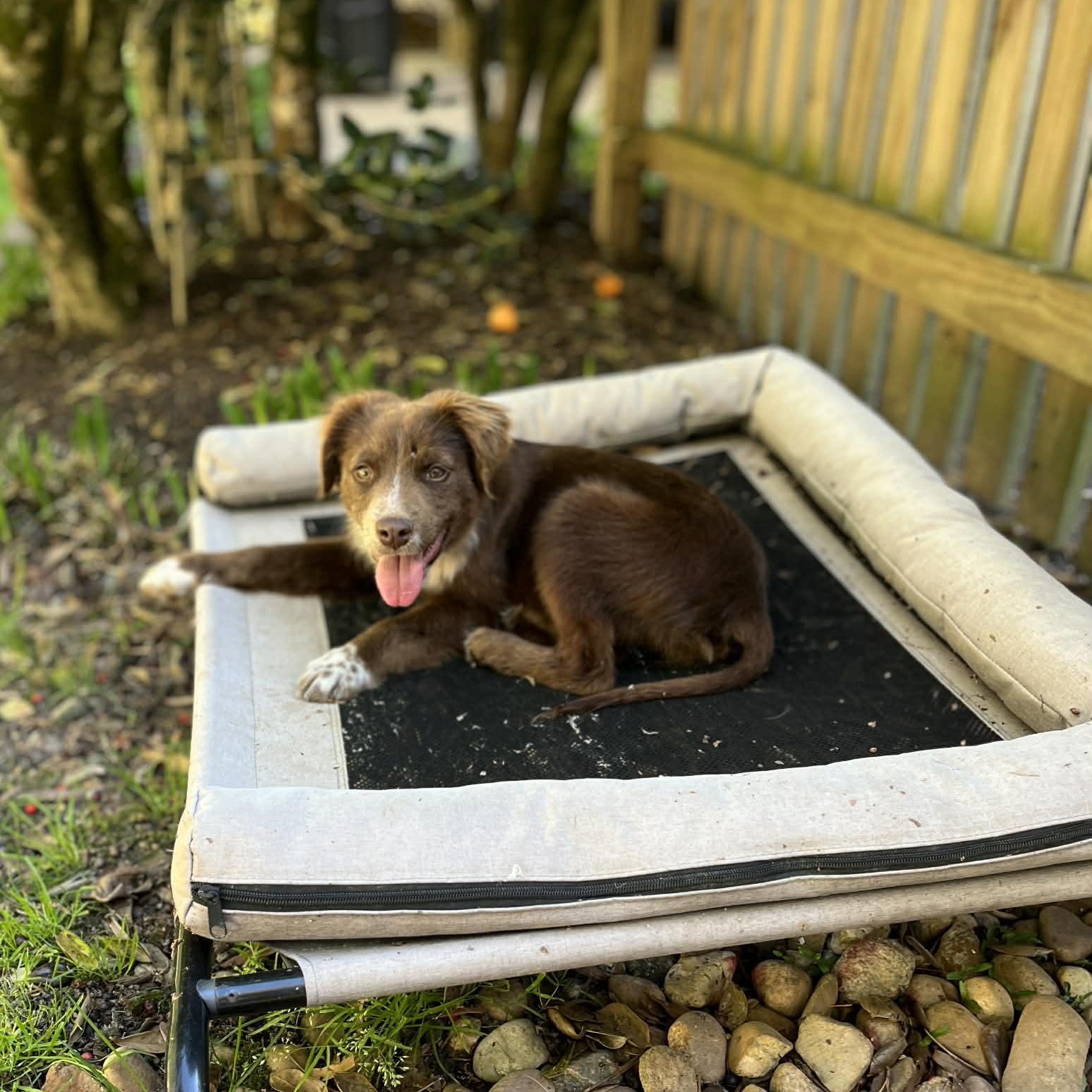 Enlarge Copperhead, an adoption pending mixed breed in Richmond, VA image 4/6