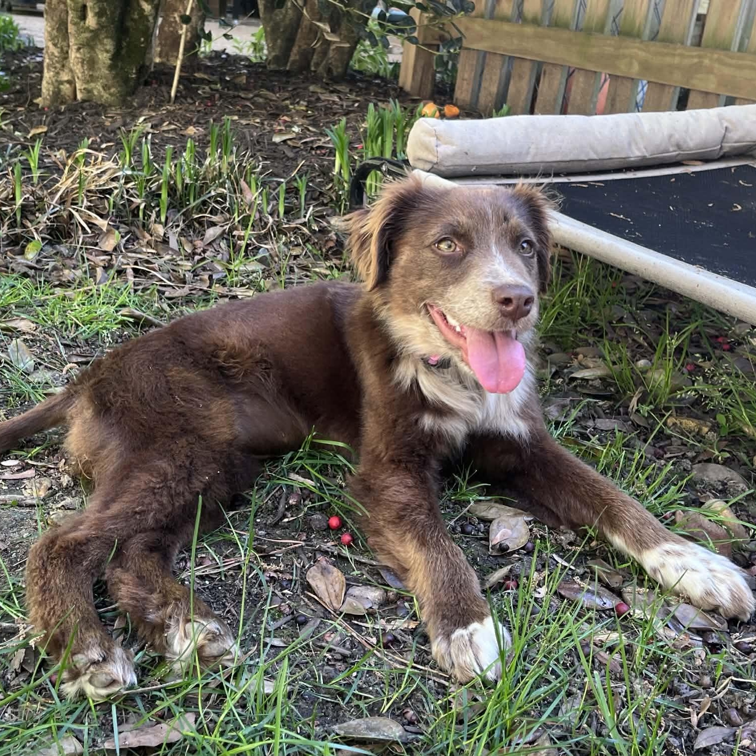 Enlarge Copperhead, an adoption pending mixed breed in Richmond, VA image 5/6