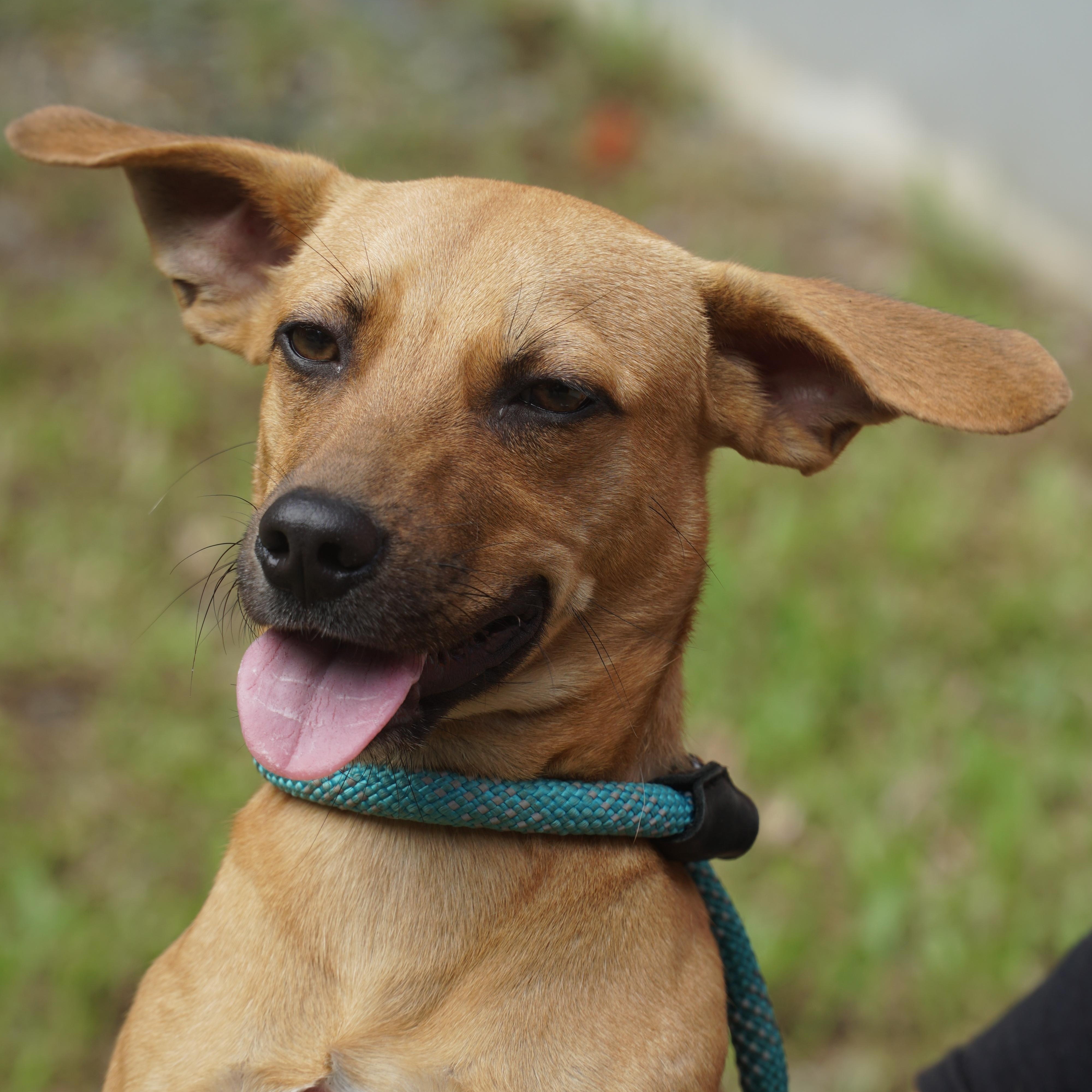 Enlarge Goose , a Adoptable mixed breed in Madison, CT image 2/3