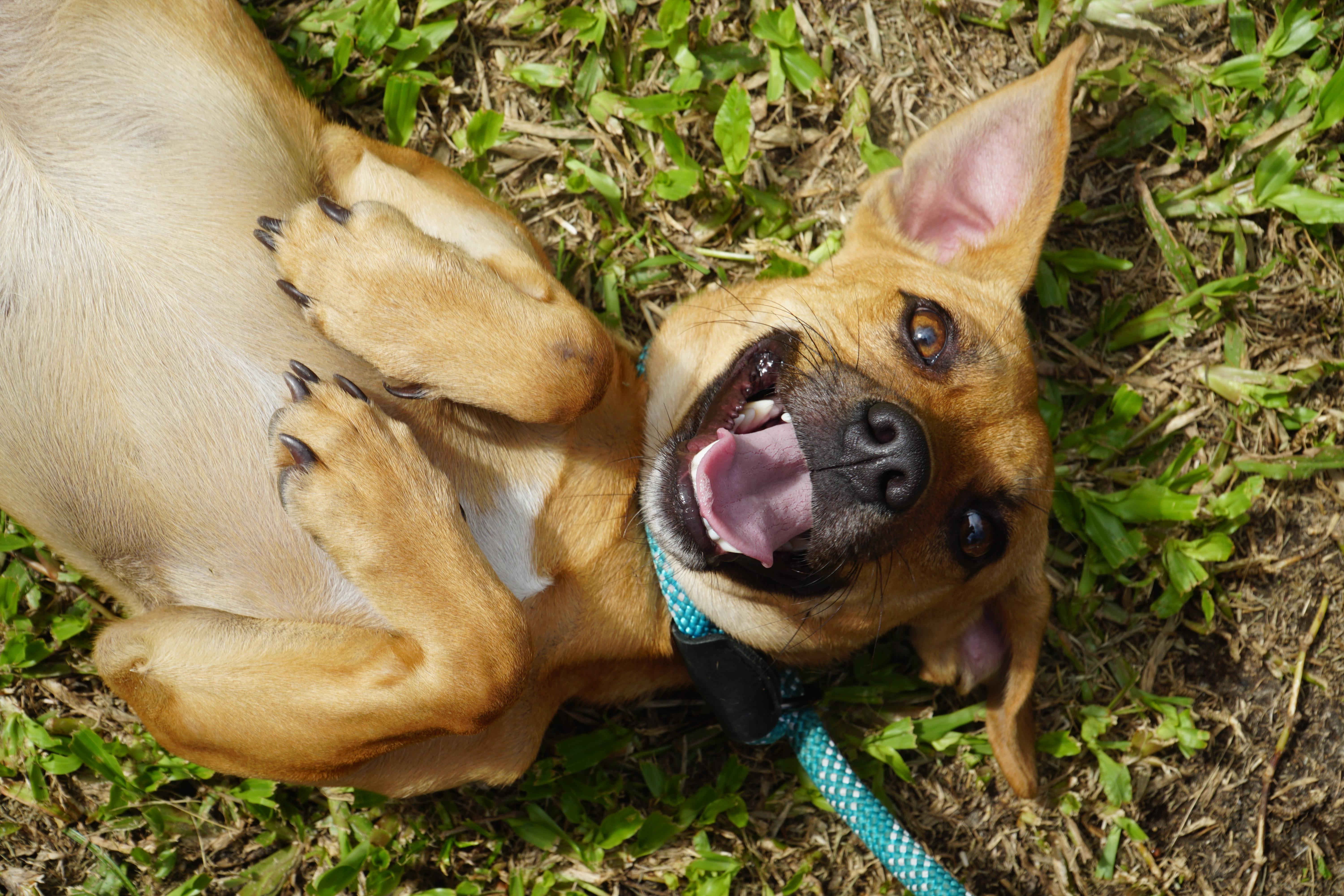 Enlarge Goose , a Adoptable mixed breed in Madison, CT image 3/3