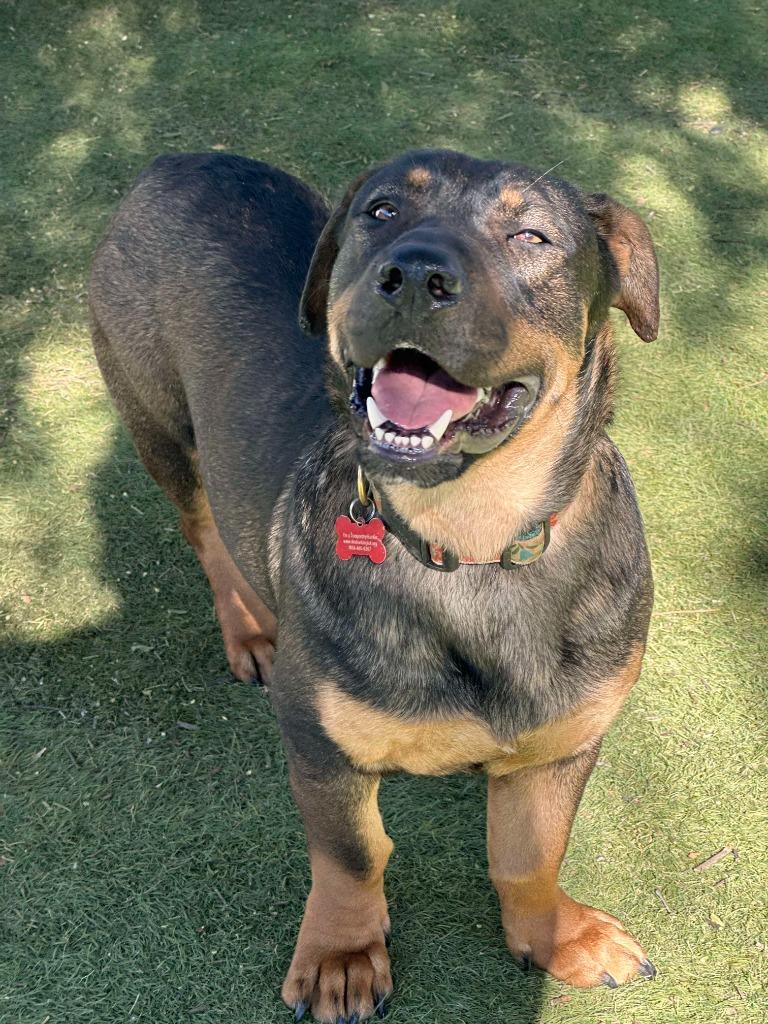 Enlarge Manchego, a Adoptable mixed breed in San Diego, CA image 1/4