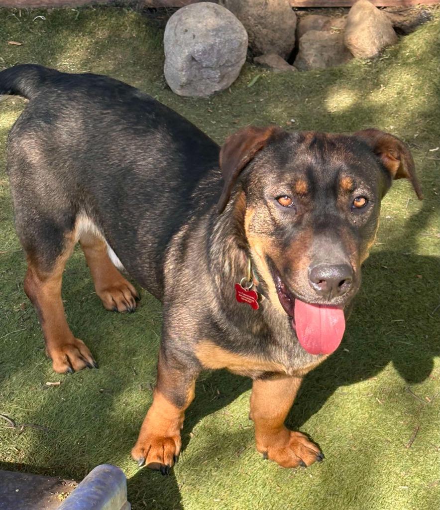 Enlarge Manchego, a Adoptable mixed breed in San Diego, CA image 2/4