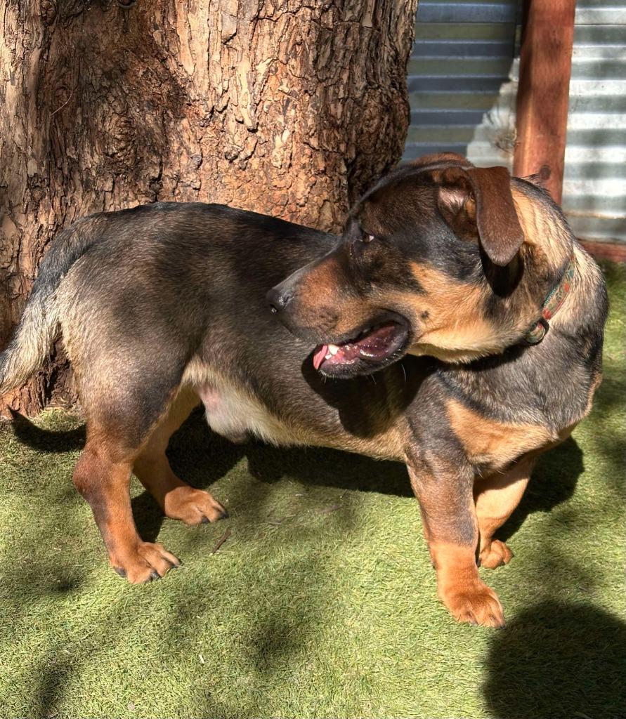 Enlarge Manchego, a Adoptable mixed breed in San Diego, CA image 3/4