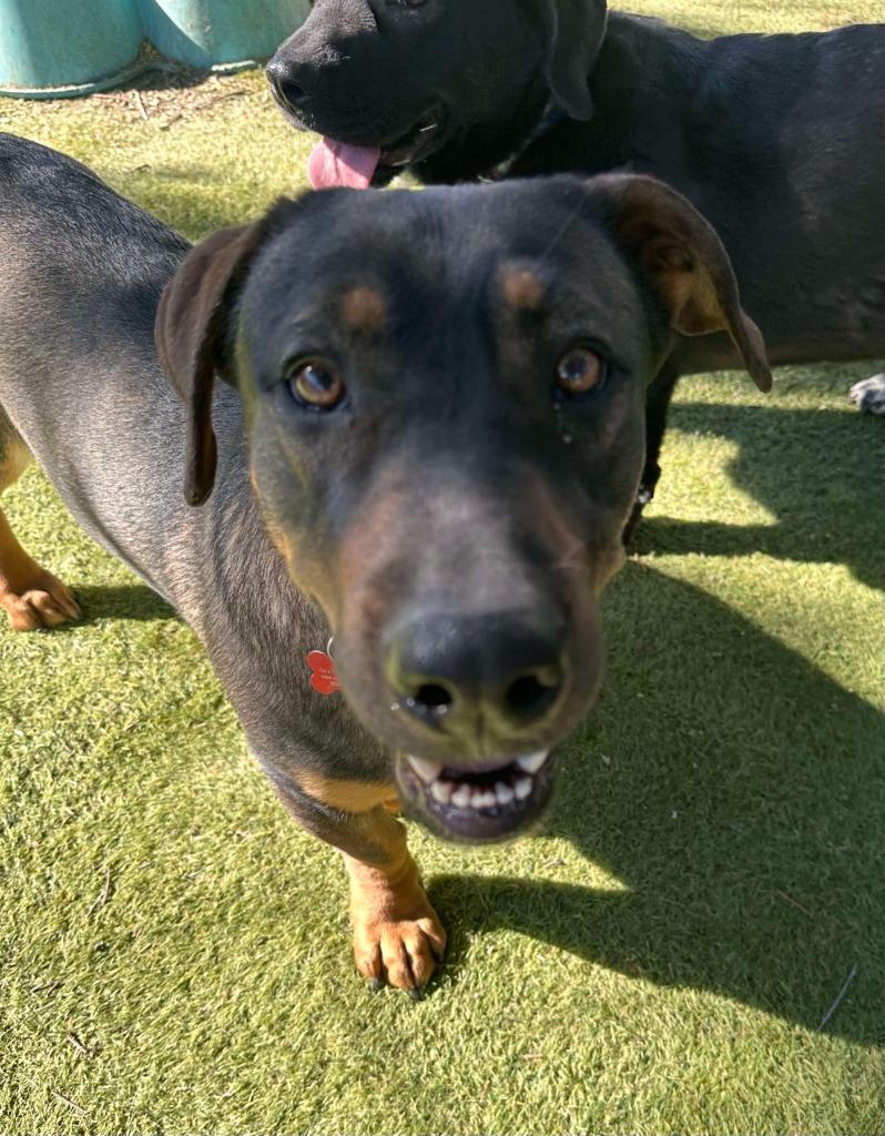 Enlarge Manchego, a Adoptable mixed breed in San Diego, CA image 4/4