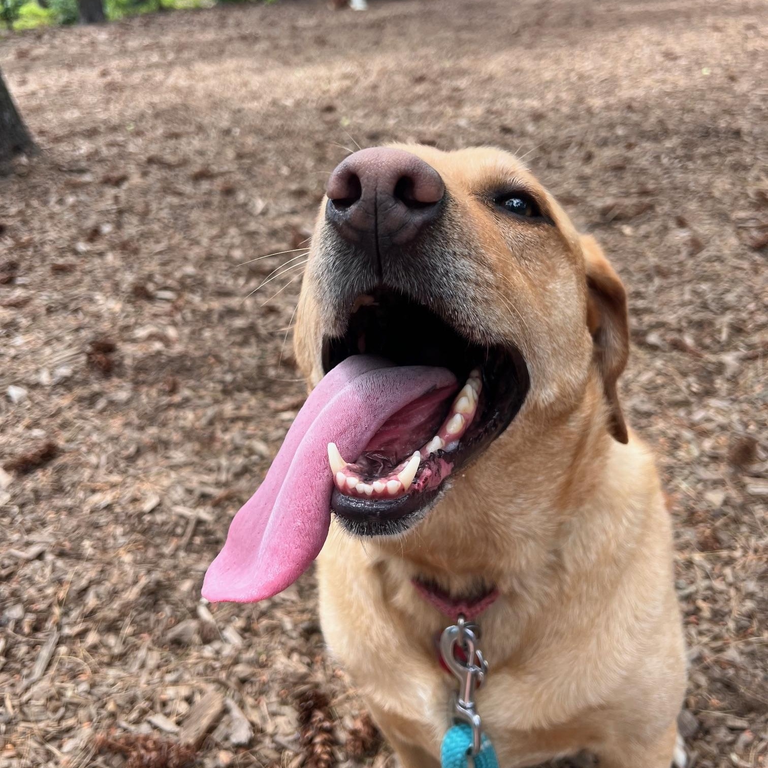 Enlarge Henry, a Adoptable mixed breed in Hull, MA image 5/6