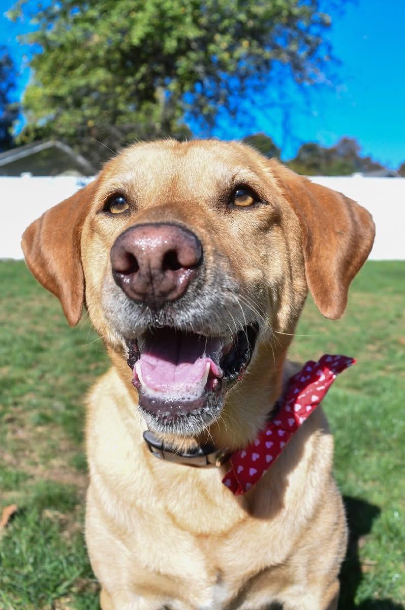 Henry, Adoptable, Adult Male Labrador Retriever & Weimaraner.