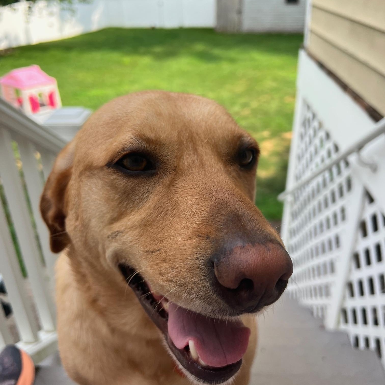 Enlarge Henry, a Adoptable mixed breed in Hull, MA image 6/6
