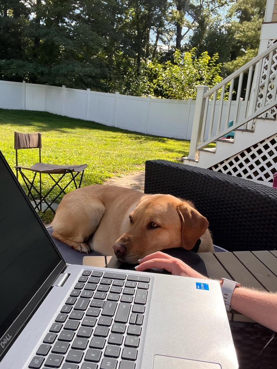 Henry, an adoptable Labrador Retriever, Weimaraner in Hull, MA, 02045 | Photo Image 4