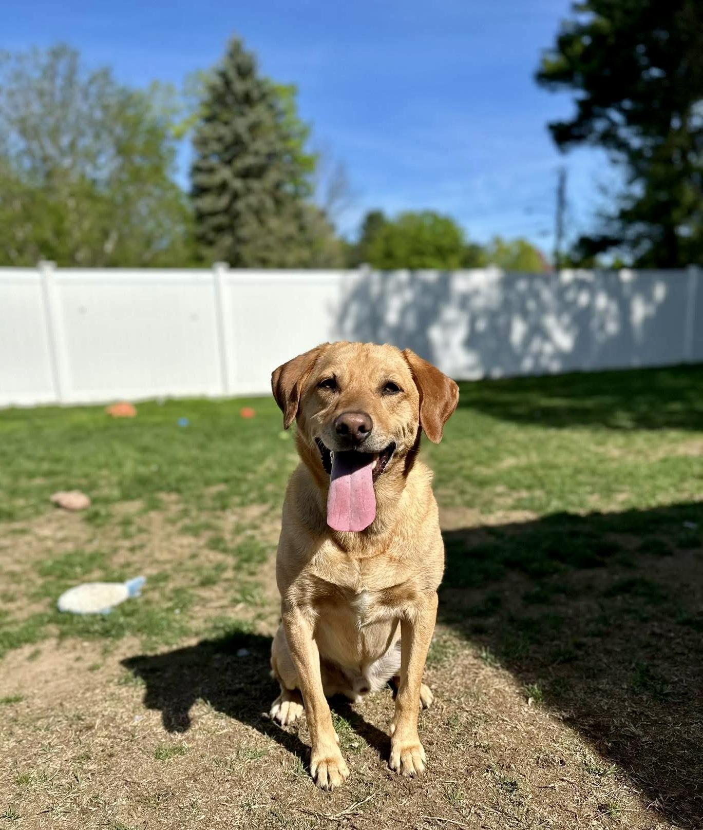 Enlarge Henry, a Adoptable mixed breed in Hull, MA image 2/6
