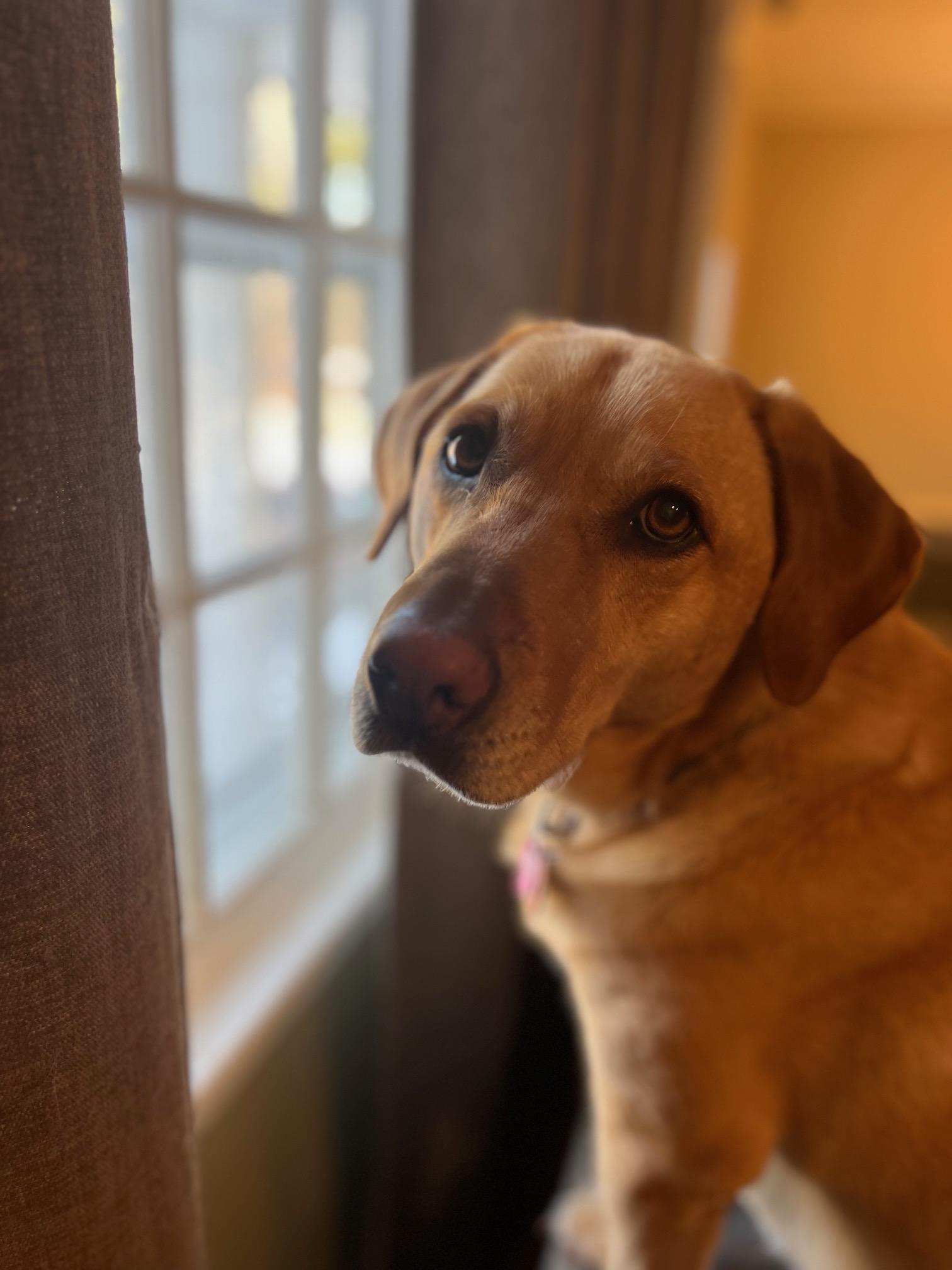 Henry, an adoptable Labrador Retriever, Weimaraner in Hull, MA, 02045 | Photo Image 1
