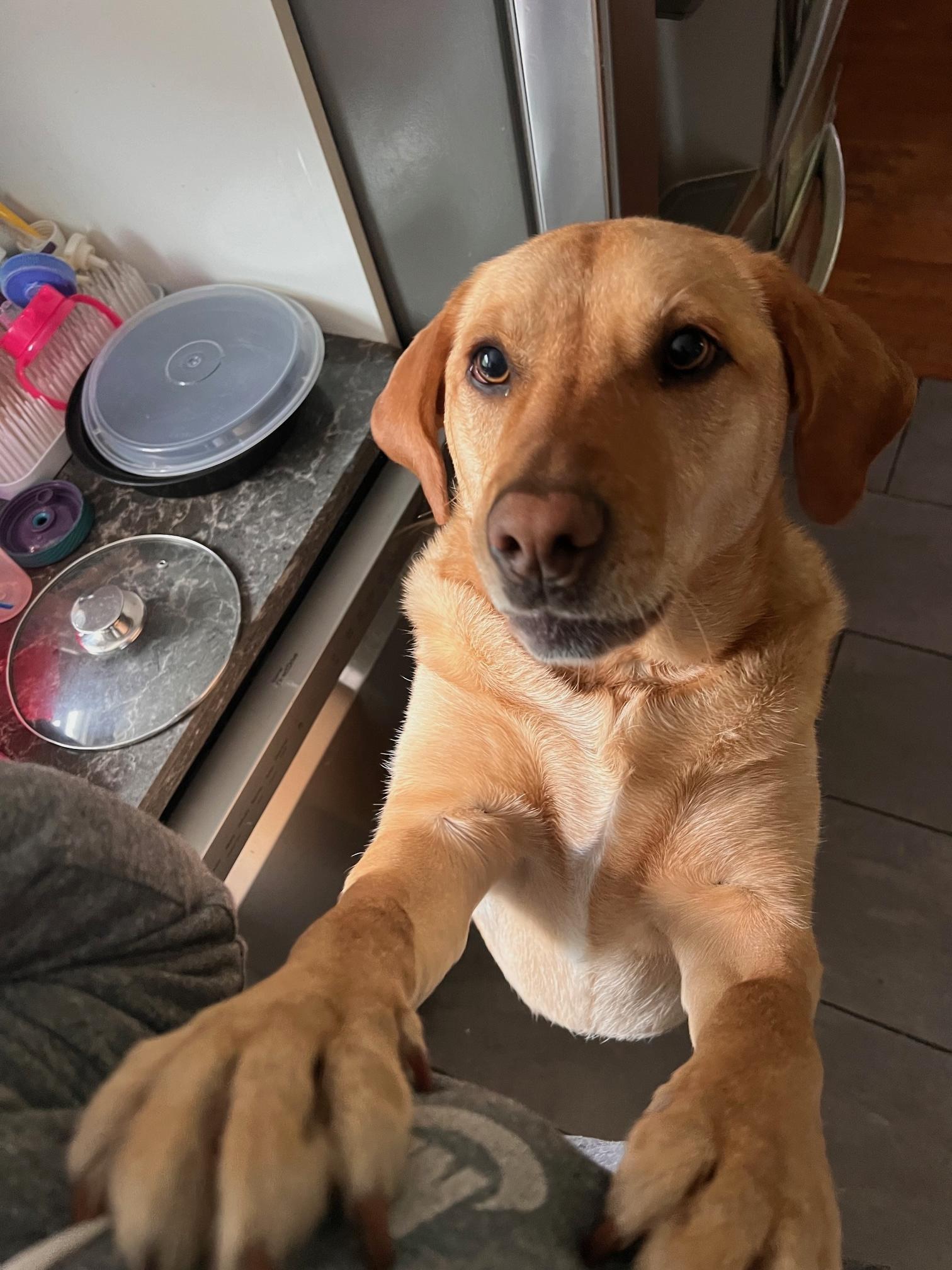 Enlarge Henry, a Adoptable mixed breed in Hull, MA image 4/6