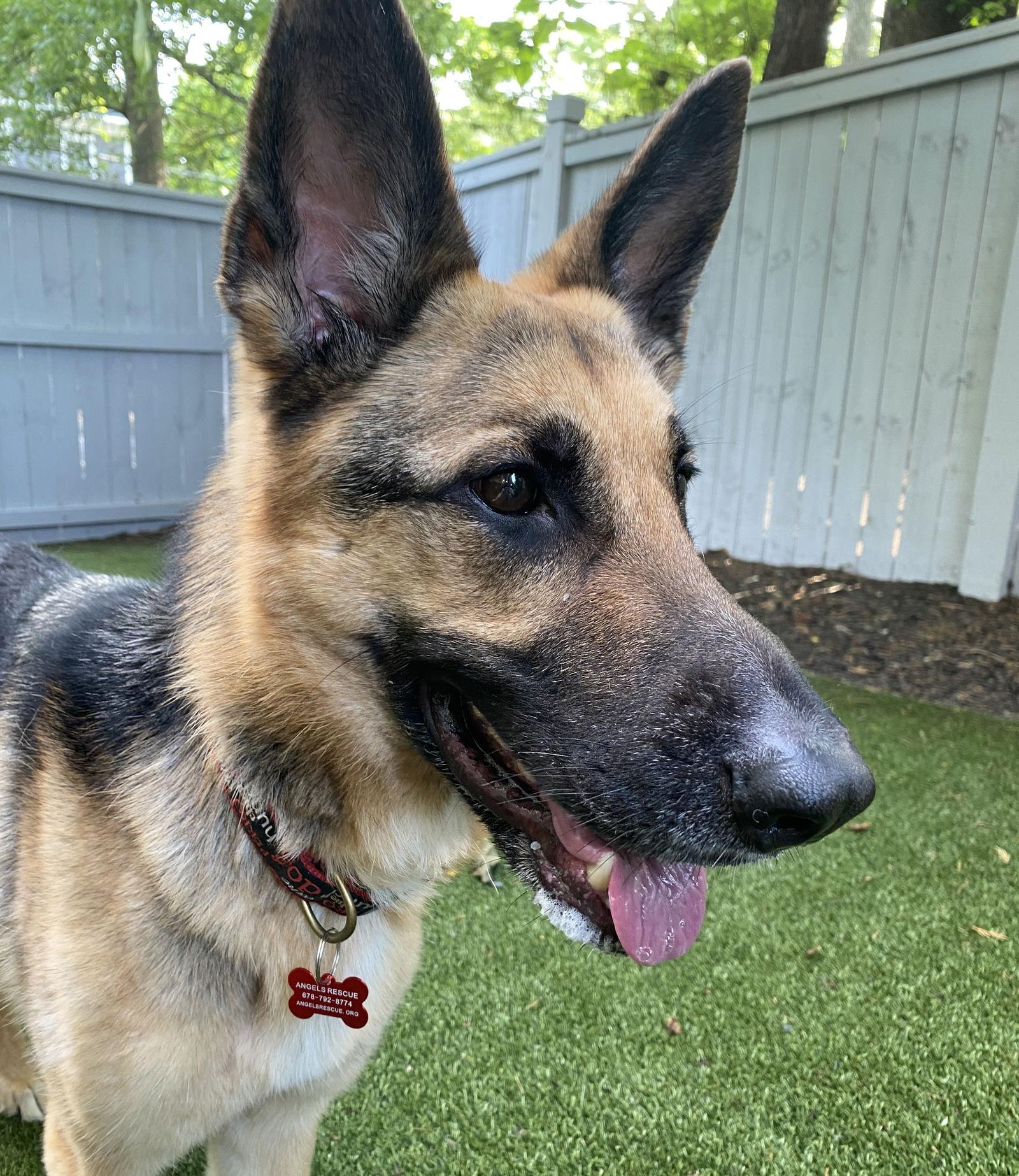 Amber Leah, Adoptable, Adult Female German Shepherd Dog.