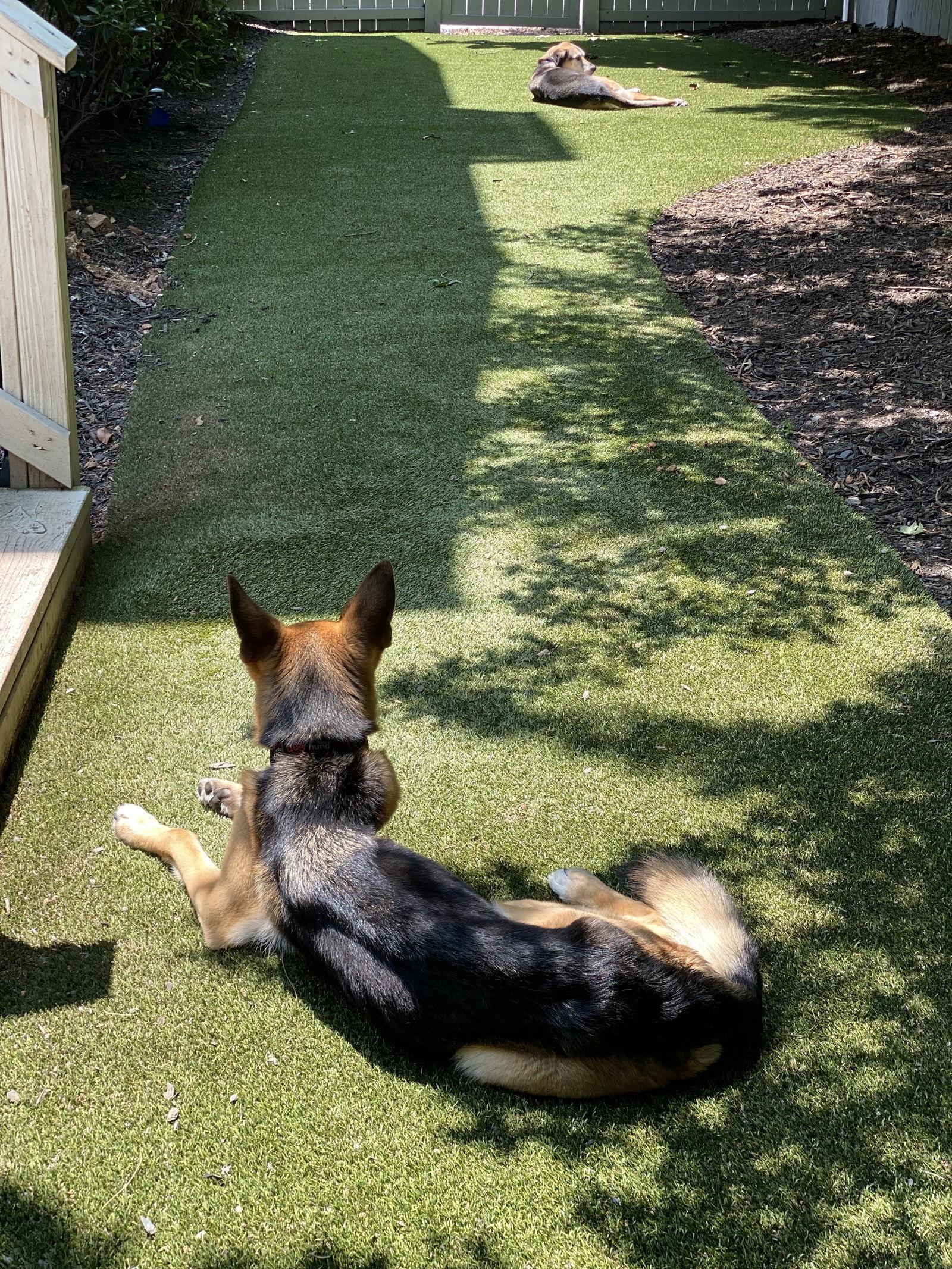 Enlarge Amber Leah, a Adoptable German Shepherd Dog in Alpharetta, GA image 2/3
