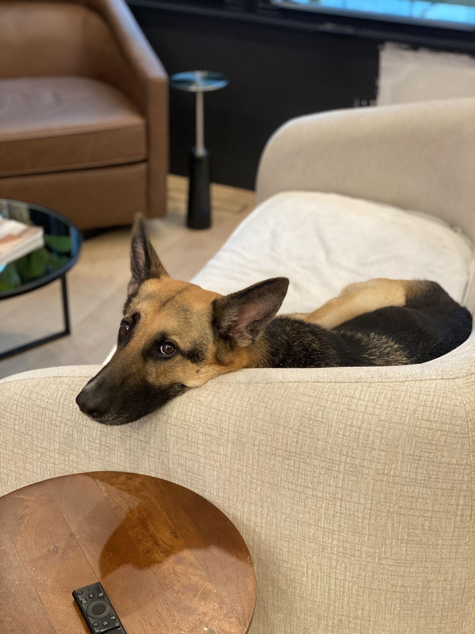 Enlarge Amber Leah, a Adoptable German Shepherd Dog in Alpharetta, GA image 3/3