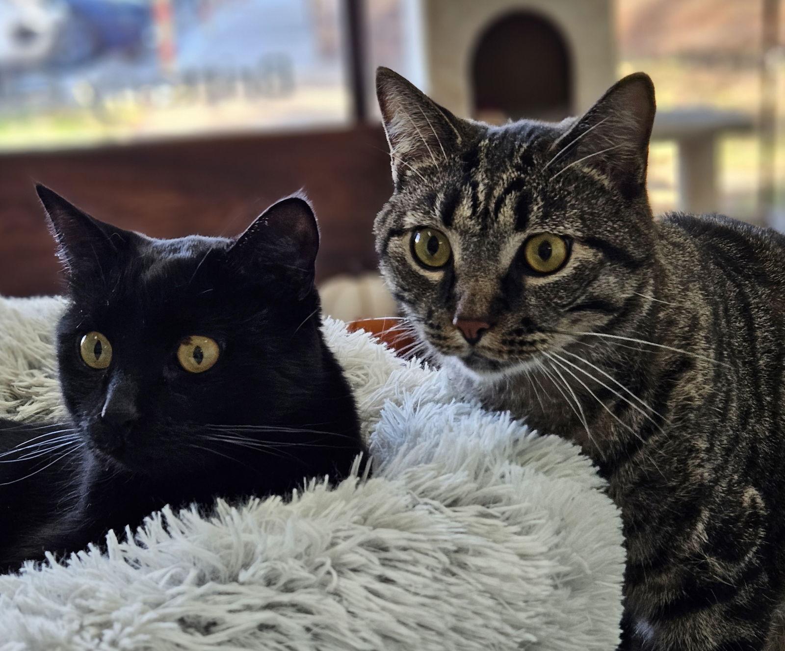 Jaxon, Adoptable, Adult Male Domestic Short Hair.