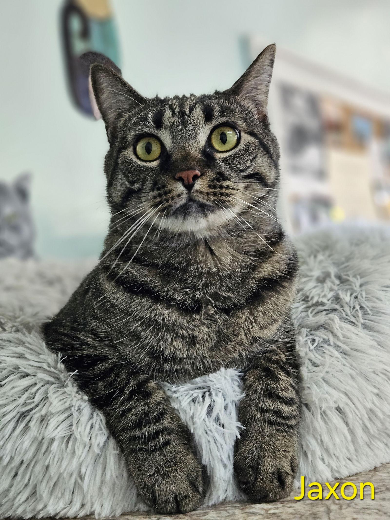 Jaxon, a Adoptable Domestic Short Hair in Lake Saint Louis, MO image 2/2