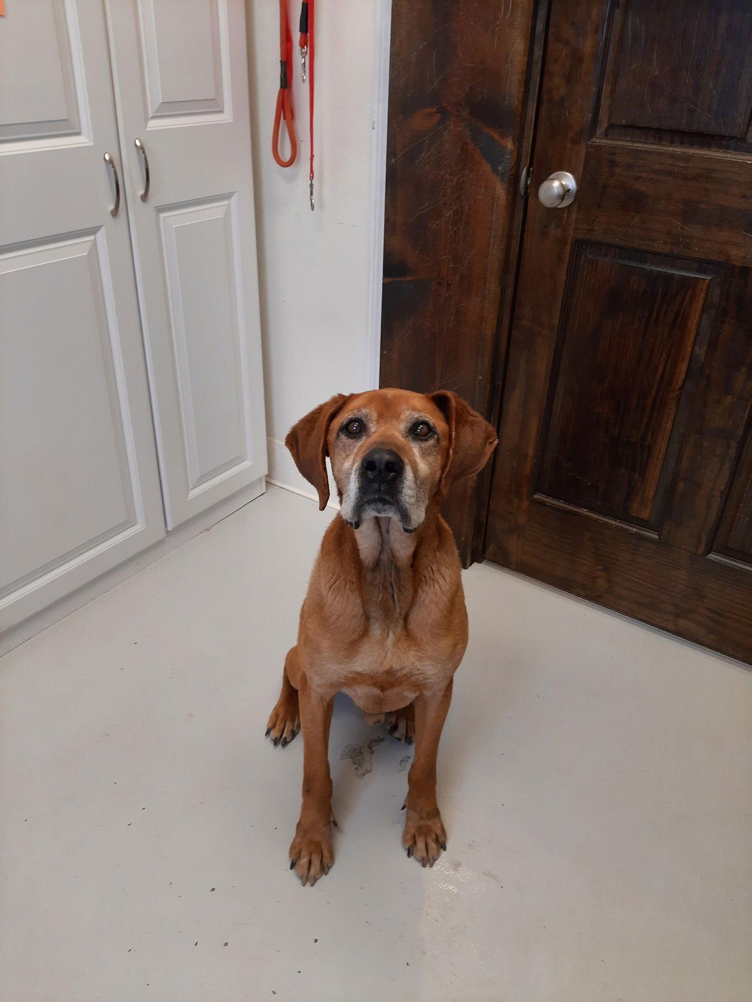 Enlarge Barley, a Adopted Hound in Mount Gilead, OH image 1/1