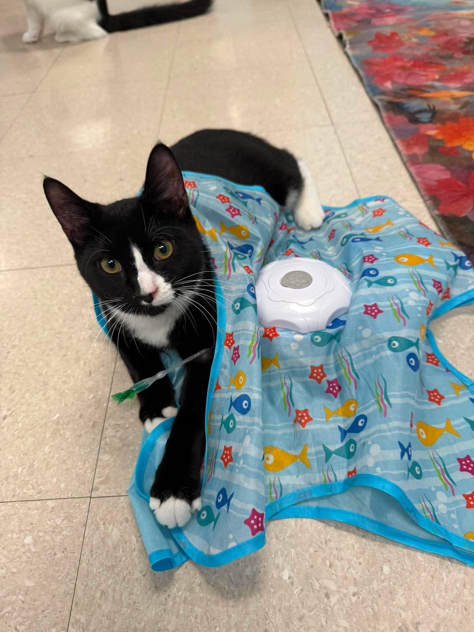Enlarge Miso and Dumpling, a Adoptable Domestic Short Hair in Rochester, NY image 5/6