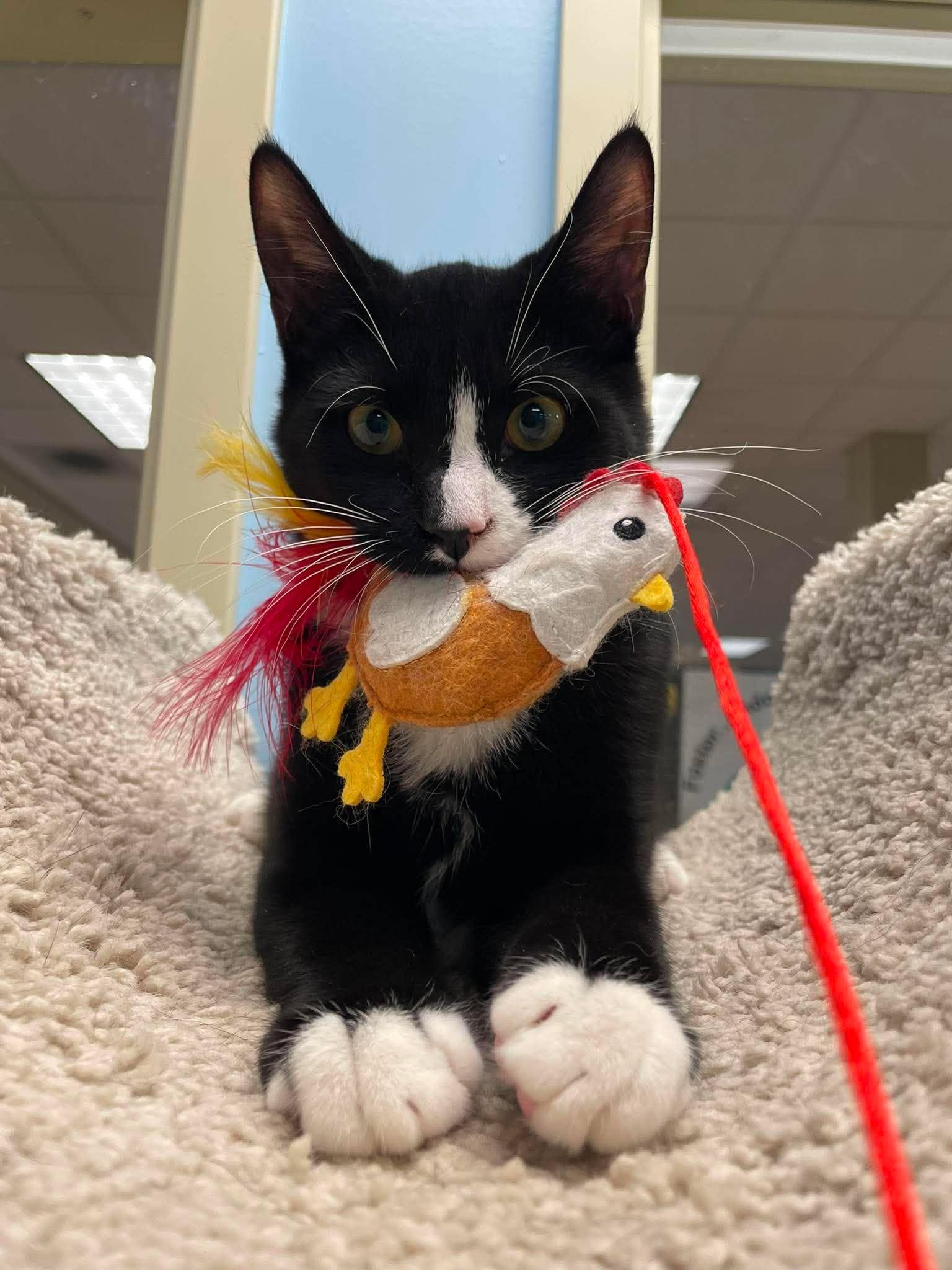 Enlarge Miso and Dumpling, a Adoptable Domestic Short Hair in Rochester, NY image 6/6