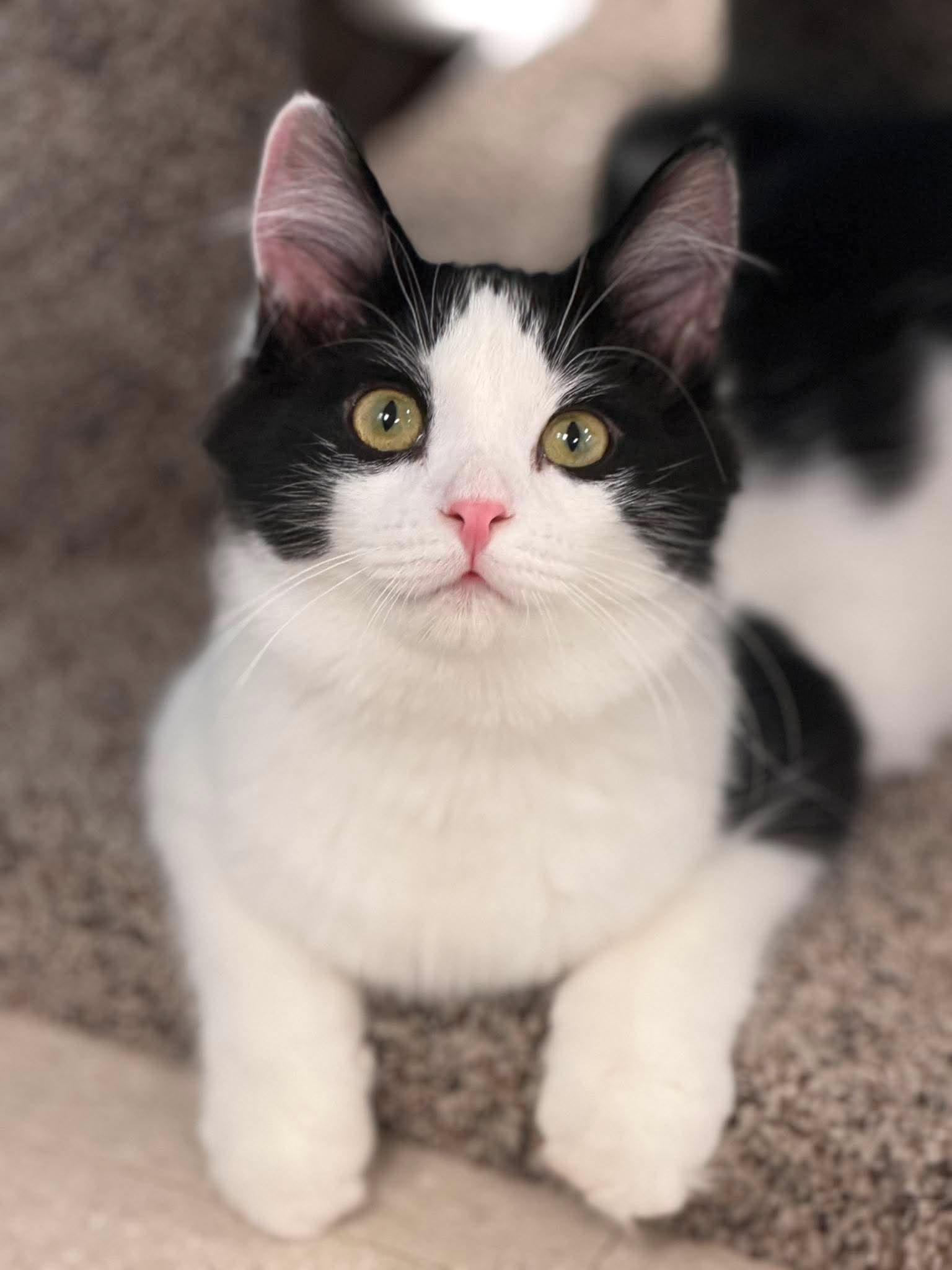 Enlarge Miso and Dumpling, a Adoptable Domestic Short Hair in Rochester, NY image 2/6