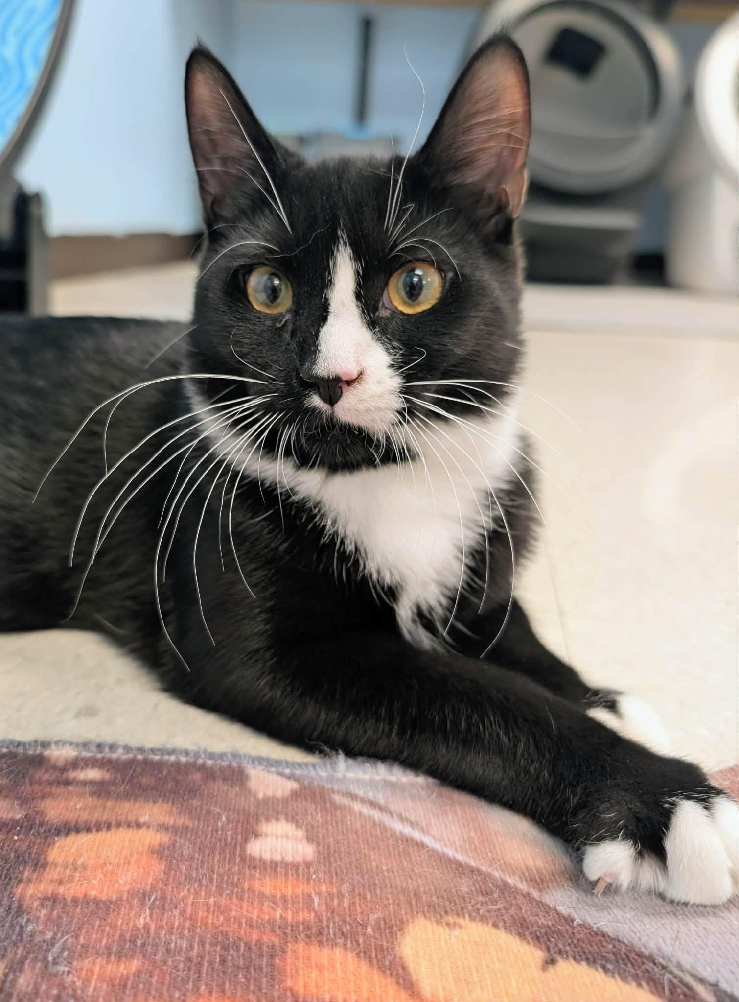 Enlarge Miso and Dumpling, a Adoptable Domestic Short Hair in Rochester, NY image 3/6
